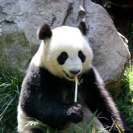 Why Are Pandas Becoming Extinct? - Blurtit