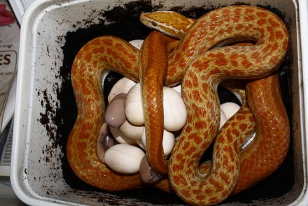 snakes lay eggs