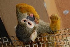 Finger Monkey Pet