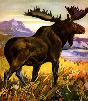 Picture Of Moose