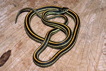 dark brown snake with white stripes