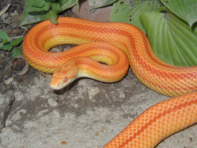 Amelanistic Corn Snake